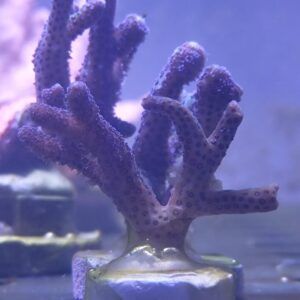 VC Seriatopora caliendrum