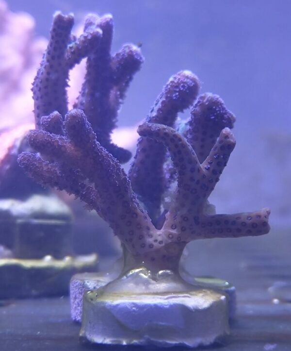 VC Seriatopora caliendrum