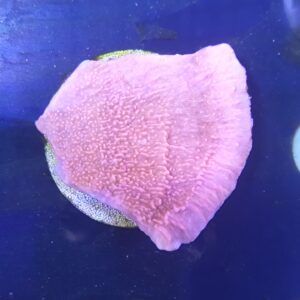 VC Montipora capricornis "pink"