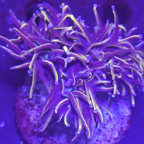 Euphyllia Glabrescens NY KNICKS (3 Köpfe) WYSIWYG