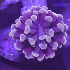 Fimbriaphyllia (Euphyllia) paraancora "orange"